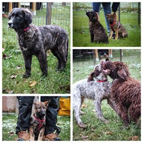 Ein Bild, das Hundewelpen verschiedener  Hunderassen enth�lt, die miteinander spielen und erste Grundgehorsams�bungen absolvieren